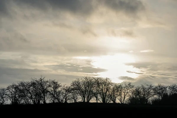 Bomen in een zonsondergang in de winter — Stockfoto