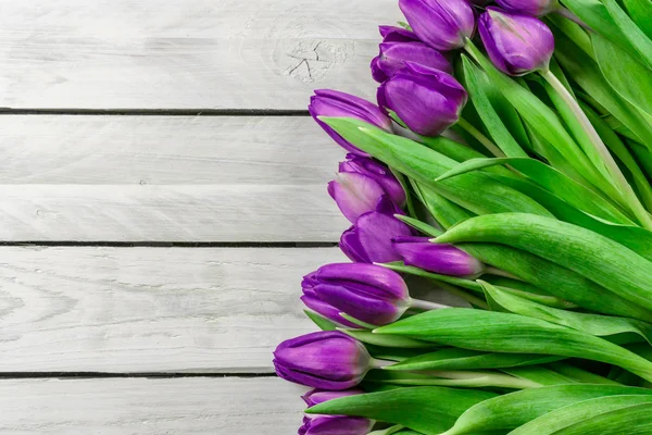 Kwiatów tulipanów w kolor fioletowy — Zdjęcie stockowe