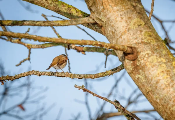 Vogel auf einem Zweig — Stockfoto