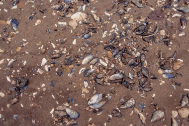 Midye kabukları kum