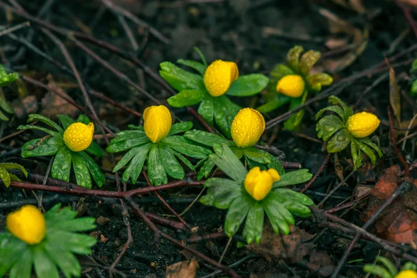 Eranthis bloemen in de lente — Stockfoto