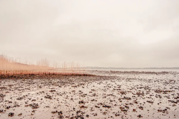 Zeewier op een strand — Stockfoto