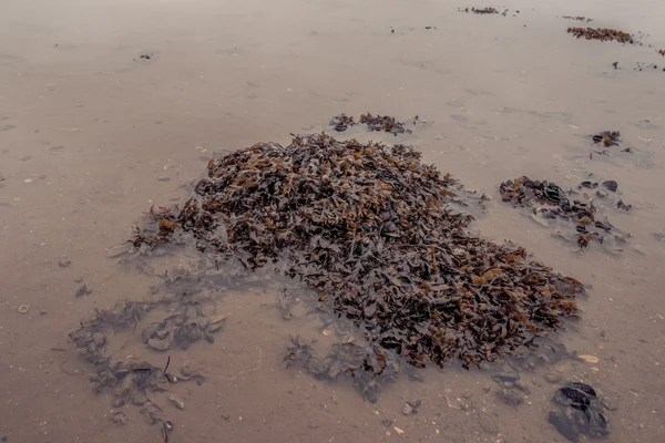 Mořské řasy ve vodě — Stock fotografie
