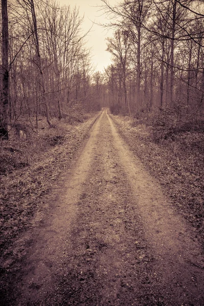Ormanda yol