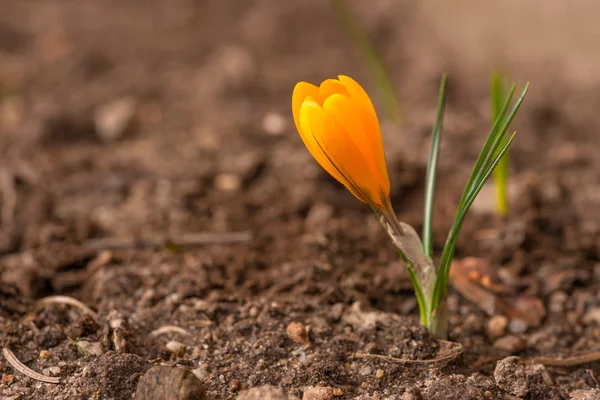 Krokus kwiat w glebie — Zdjęcie stockowe