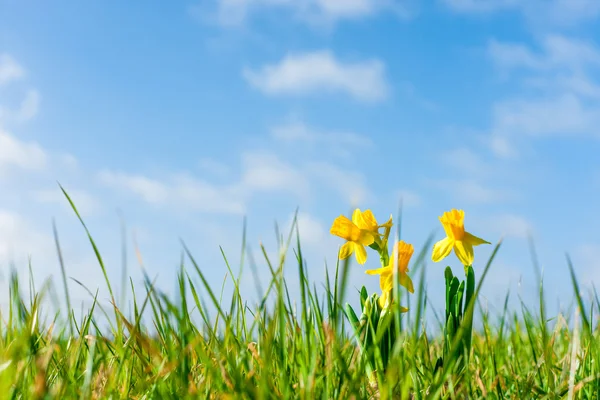 Daffodils em um campo verde — Fotografia de Stock