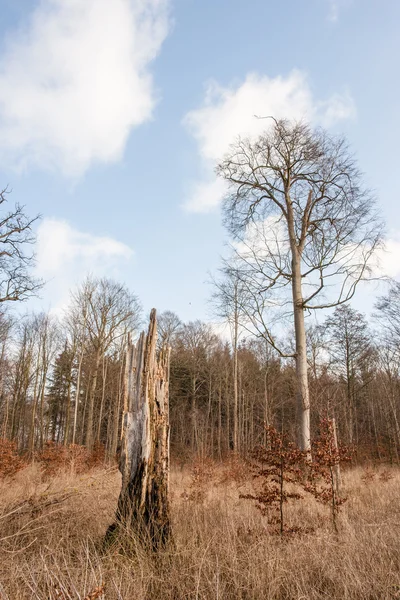 Foresta con alberi alti — Foto Stock