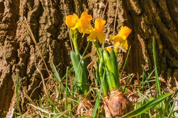 Cebola de Daffodil em uma floresta — Fotografia de Stock