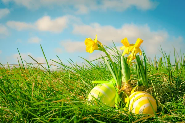 Huevos de Pascua y narcisos amarillos — Foto de Stock