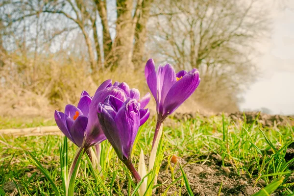 Krokus kwiat w parku — Zdjęcie stockowe