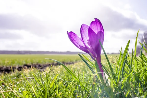 Crocus blomma i solljus — Stockfoto