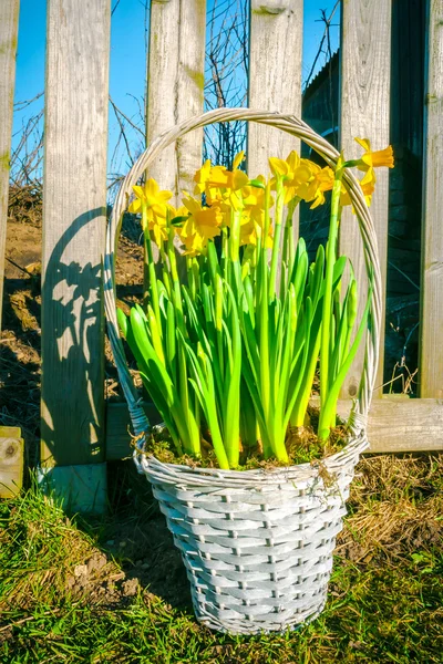 庭に水仙の花が付いているバスケット — ストック写真