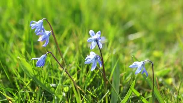 Flores silvestres na grama verde — Vídeo de Stock