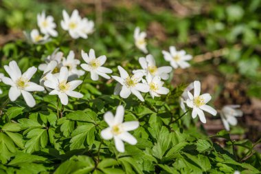 Bir orman anemon çiçeği.