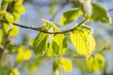 Taze yeşil kayın yapraklar