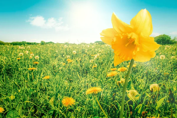 Daffodil em um prado — Fotografia de Stock