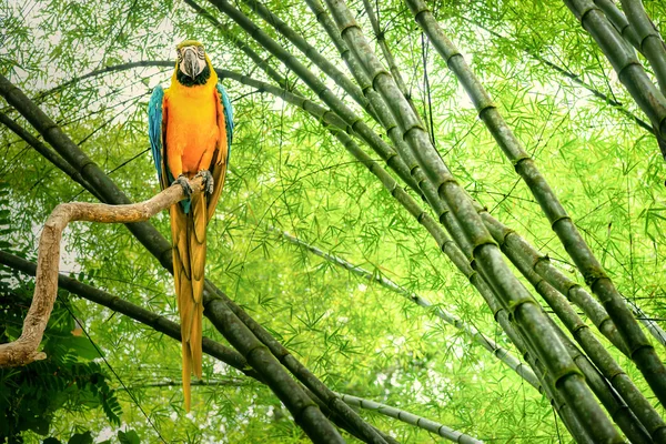 Parrot in the jungle — Stock Photo, Image