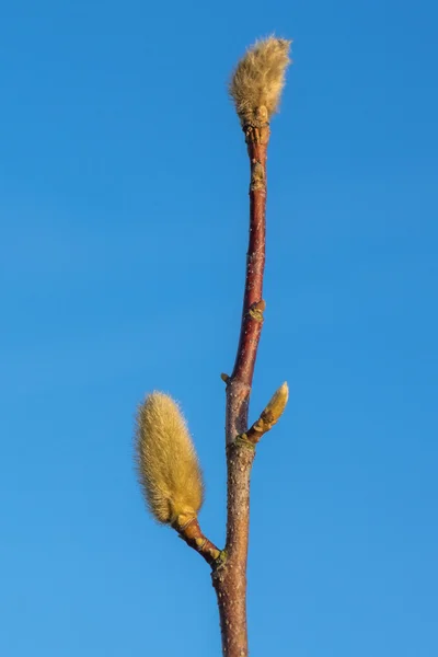 Spring bud on magnolia tree — Stock Photo, Image