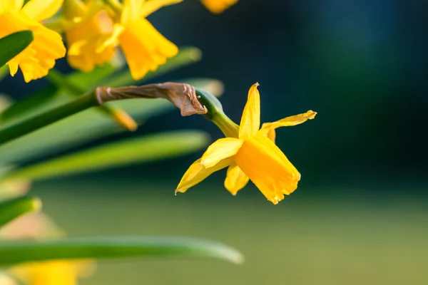 Narcisos na primavera — Fotografia de Stock