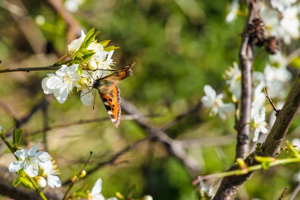 Mariposa sobre una flor blanca —  Fotos de Stock