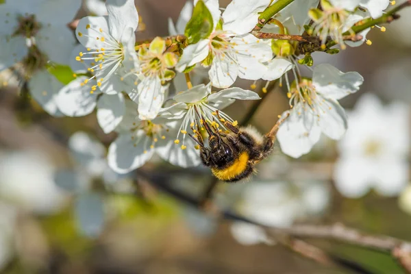 Bumblebee on a white flower — Stock Photo, Image