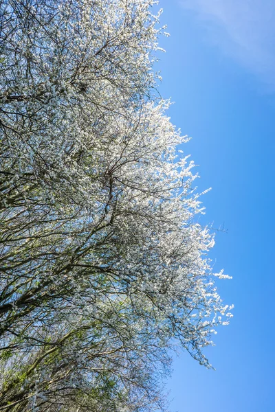 Nisan ayında Prunus Cerasifera ağaç — Stok fotoğraf