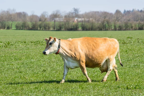 Jersey-Kuh auf der grünen Wiese — Stockfoto