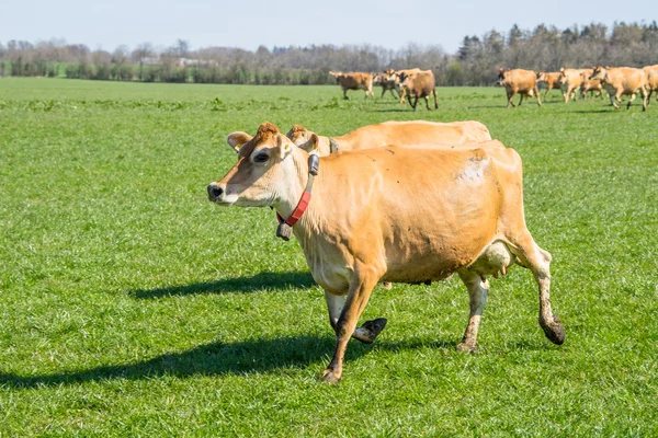 Jersey gado correndo em um campo — Fotografia de Stock