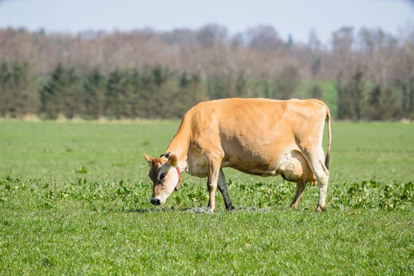 Jersey frazing krowy na pole — Zdjęcie stockowe
