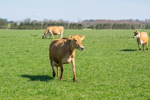 Jersey cows running on grass — Stock Photo, Image