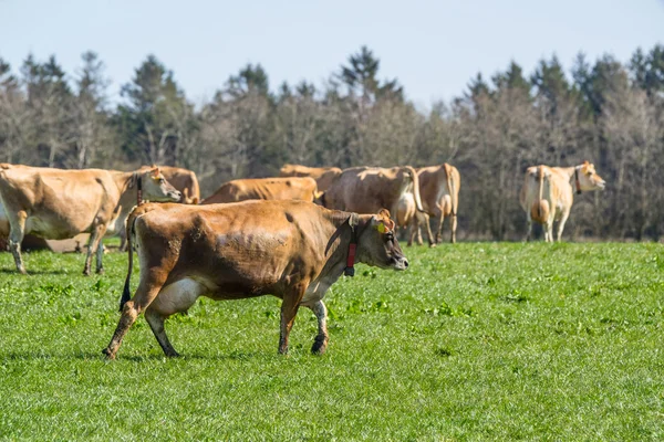 Jersey bovini su erba in primavera — Foto Stock