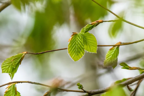 春にブナの葉 — ストック写真