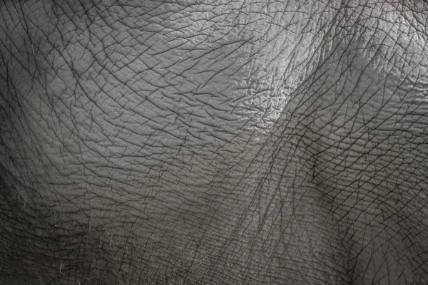 Elefantenhaut Hintergrund in grauer Farbe — Stockfoto