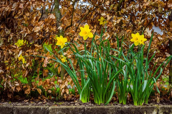 Daffodils na chuva — Fotografia de Stock