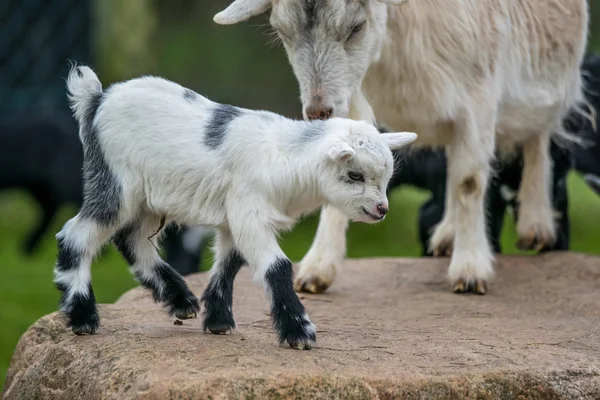 Criança de cabra com sua mãe — Fotografia de Stock