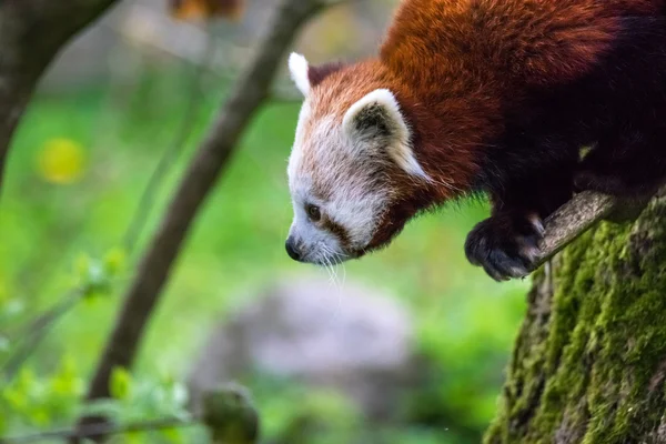Panda vermelho em uma árvore — Fotografia de Stock