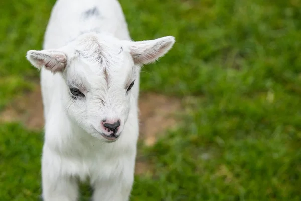 Gosse de chèvre sur herbe verte — Photo