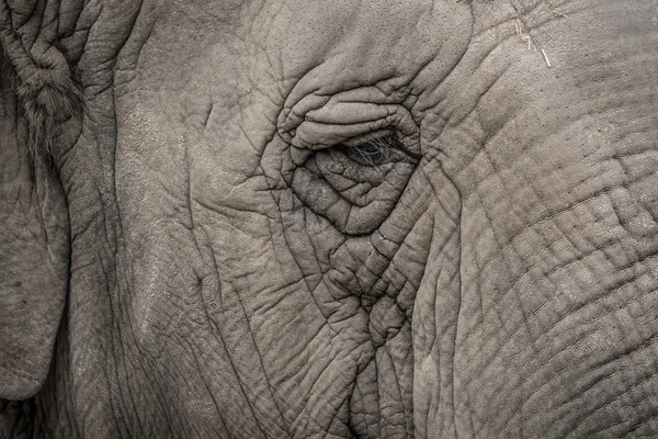 Olho de elefante close-up — Fotografia de Stock