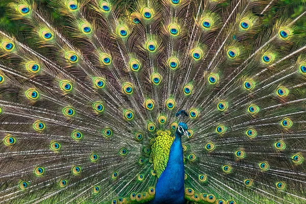Peacock illustratie met prachtige veer — Stockfoto