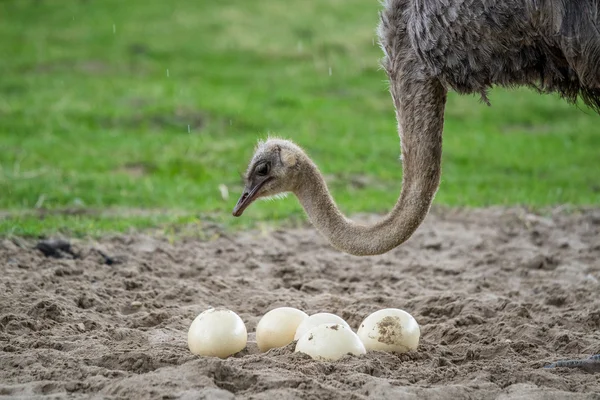 Pštros chrání vejce — Stock fotografie