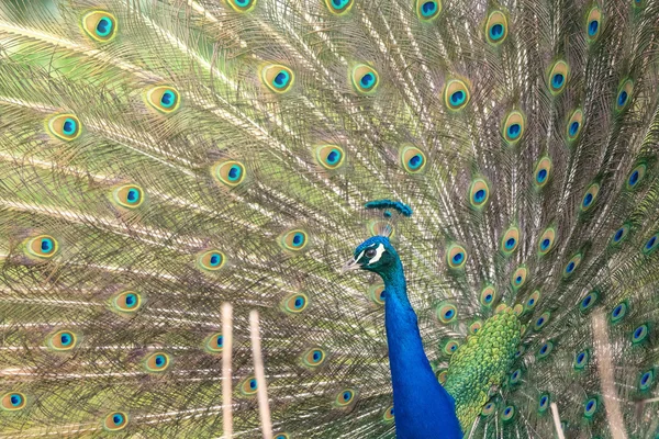 Peacock with open feathers — Stock Photo, Image