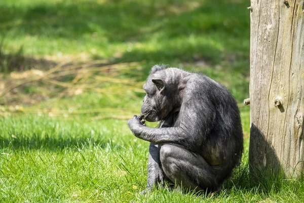 Старый шимпанзе ест фрукты — стоковое фото