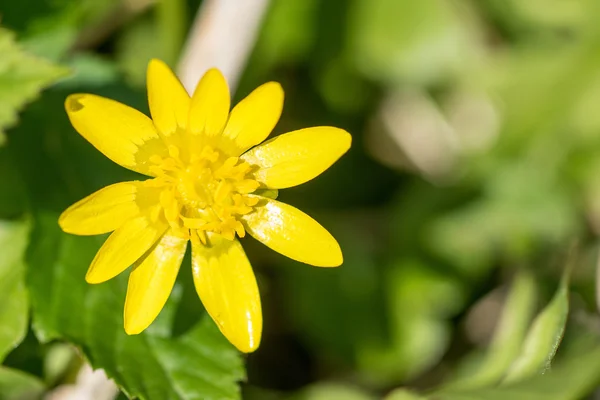 Buttercup flower close-up — Stock Photo, Image