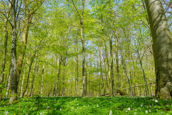 Forest with beech trees — Stock Photo, Image