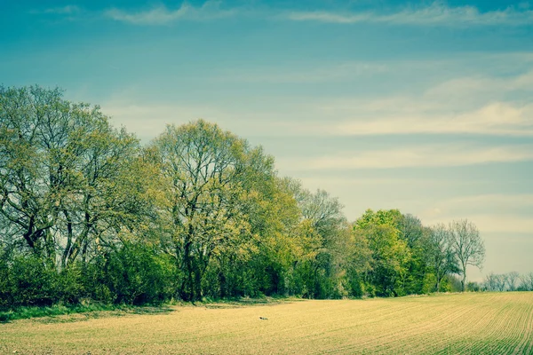 Paysage avec des arbres sur un champ — Photo