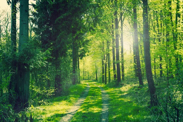 Yeşil bir ormanda yol — Stok fotoğraf