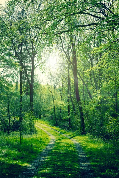 Groen bos met zon — Stockfoto