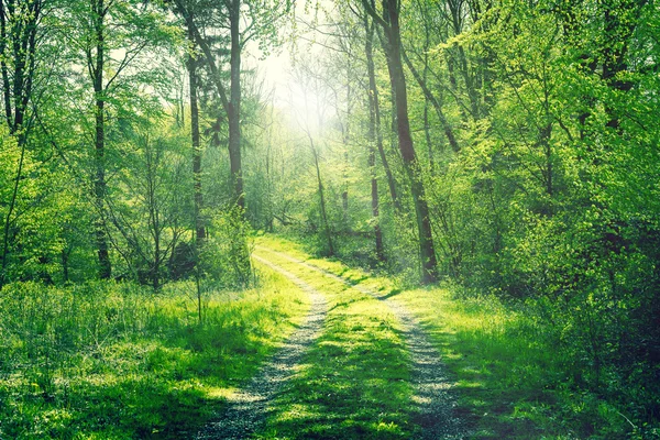 Weg in een groen bos met zon — Stockfoto