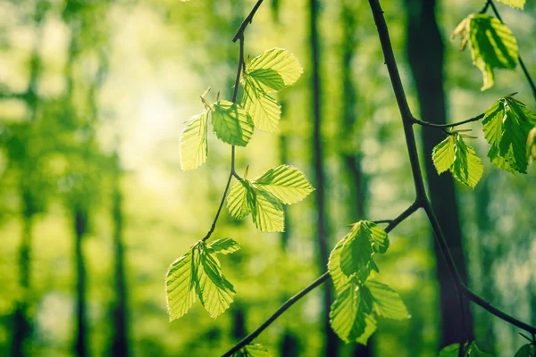 Beech leaves at springtime — Stock Photo, Image