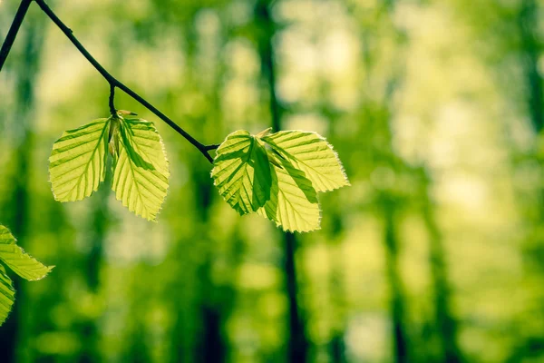 ブナの葉を持つフォレスト — ストック写真